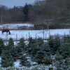 Juletræ Normannsgran - bredt eller smalt?